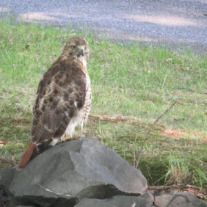 POWER ANIMAL AND GUIDE RETRIEVAL